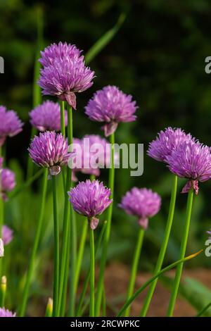 Vue rapprochée des bourgeons et des fleurs violettes émergeantes sur les ciboulettes comestibles allium schoenoprasum. Banque D'Images