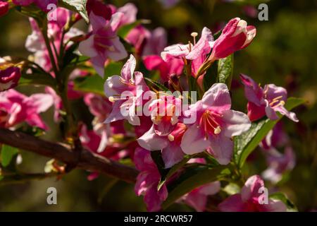 Bouquet coloré de fleurs de rose de Weigela praecox avec des pétales de cinq lobes, gros plan. Weigela est un arbuste à feuilles caduques, ornementales et florissantes, un jardin populaire Banque D'Images