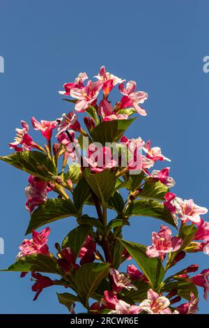 Bouquet coloré de fleurs de rose de Weigela praecox avec des pétales de cinq lobes, gros plan. Weigela est un arbuste à feuilles caduques, ornementales et florissantes, un jardin populaire Banque D'Images