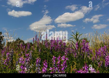 Vetch, vicia craca plante précieuse au miel, fourrages, et plante médicinale. Fond fragile de fleurs violettes. Fleur de vesce de printemps, laineux ou fourragère Banque D'Images