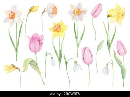 Clipart floral de printemps aquarelle. Jonquilles jaunes et blanches, fleurs de tulipes roses ensemble de Pâques isolé sur fond. Illustration botanique dessinée à la main Banque D'Images