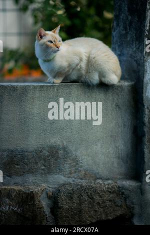 Un chat est assis sur une clôture en pierre de rue. Banque D'Images