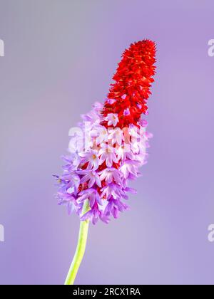 Une pointe florale de Primula vialii, qui est une plante alpine chinoise devenue populaire au Royaume-Uni Banque D'Images