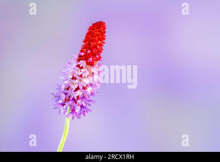 Une pointe florale de Primula vialii, qui est une plante alpine chinoise devenue populaire au Royaume-Uni Banque D'Images