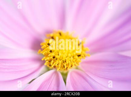 Un gros plan d'une belle fleur rose de Cosmos, (Cosmos bipinnatus). Les fleurs cosmos font partie de la famille des tournesols Banque D'Images