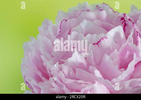 Un gros plan d'une belle fleur rose de pivoine montrant une multitude de pétales en couches Banque D'Images