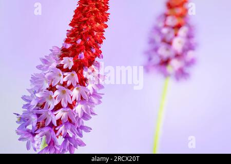 Une pointe florale de Primula vialii, qui est une plante alpine chinoise devenue populaire au Royaume-Uni Banque D'Images