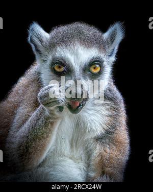 Un lémurien effronté met ses poings de combat, BLACKPOOL ZOO, BLACKPOOL Royaume-Uni, D'un orang-outan dressant deux doigts à un singe souffrant des pires cheveux Banque D'Images
