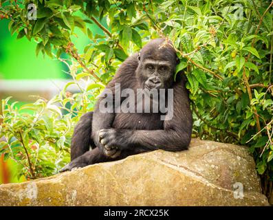 Un jeune gorille prend sa pose la plus cool, BLACKPOOL ZOO, BLACKPOOL UK D'un orang-outan tenant deux doigts à un singe souffrant des pires cheveux d Banque D'Images