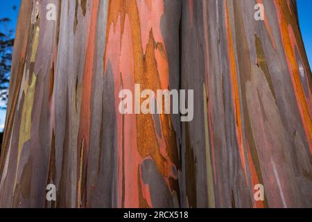 Motifs d'écorce d'eucalyptus arc-en-ciel Banque D'Images