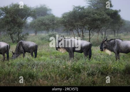 Un troupeau de gnous sauvages, gnus, dans la savane sous la pluie dans le parc national du Serengeti, Tanzanie, Afrique Banque D'Images