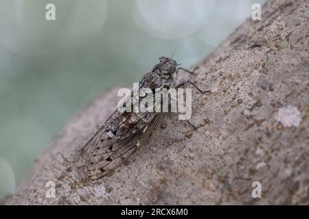 Zadar, Croatie. 16 juillet 2023. Le cricket, insecte apparenté à la sauterelle, peut être vu sur un arbre à Zadar, en Croatie, le 16 juillet 2023. Photo : Davor Puklavec/PIXSELL crédit : Pixsell/Alamy Live News Banque D'Images
