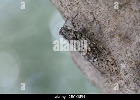 Zadar, Croatie. 16 juillet 2023. Le cricket, insecte apparenté à la sauterelle, peut être vu sur un arbre à Zadar, en Croatie, le 16 juillet 2023. Photo : Davor Puklavec/PIXSELL crédit : Pixsell/Alamy Live News Banque D'Images
