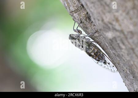 Zadar, Croatie. 16 juillet 2023. Le cricket, insecte apparenté à la sauterelle, peut être vu sur un arbre à Zadar, en Croatie, le 16 juillet 2023. Photo : Davor Puklavec/PIXSELL crédit : Pixsell/Alamy Live News Banque D'Images