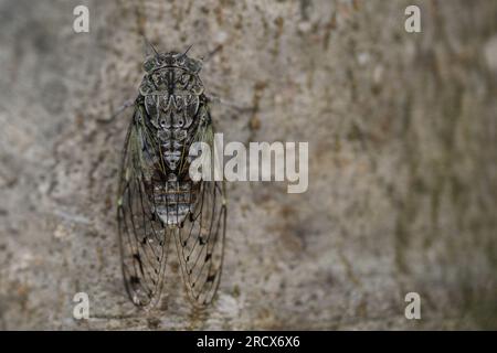 Zadar, Croatie. 16 juillet 2023. Le cricket, insecte apparenté à la sauterelle, peut être vu sur un arbre à Zadar, en Croatie, le 16 juillet 2023. Photo : Davor Puklavec/PIXSELL crédit : Pixsell/Alamy Live News Banque D'Images