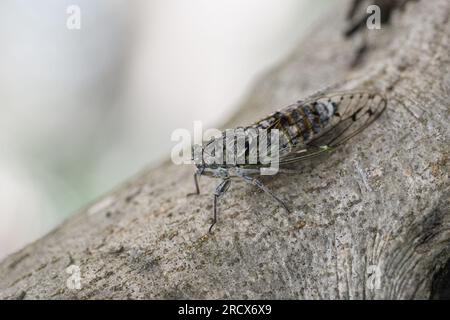 Zadar, Croatie. 16 juillet 2023. Le cricket, insecte apparenté à la sauterelle, peut être vu sur un arbre à Zadar, en Croatie, le 16 juillet 2023. Photo : Davor Puklavec/PIXSELL crédit : Pixsell/Alamy Live News Banque D'Images