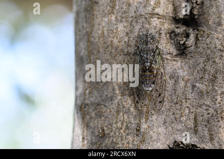 Zadar, Croatie. 16 juillet 2023. Le cricket, insecte apparenté à la sauterelle, peut être vu sur un arbre à Zadar, en Croatie, le 16 juillet 2023. Photo : Davor Puklavec/PIXSELL crédit : Pixsell/Alamy Live News Banque D'Images