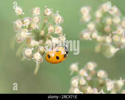 Coccinella septempunctata macro sur beau fond. ROYAUME-UNI. Banque D'Images