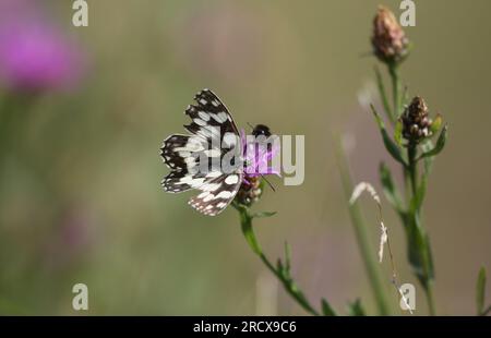 17 juillet 2023, Bade-Württemberg, Münsingen : un papillon en damier et un bourdon assis sur un knapweed dans l'Alb souabe photo : Thomas Warnack/dpa Banque D'Images