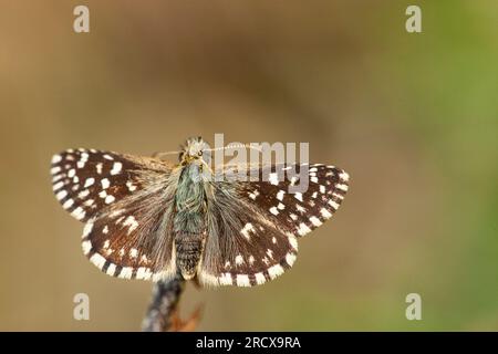 Skipper grizzlé (Pyrgus malvae), mâle, vue de dessus, pays-Bas, Overijssel Banque D'Images