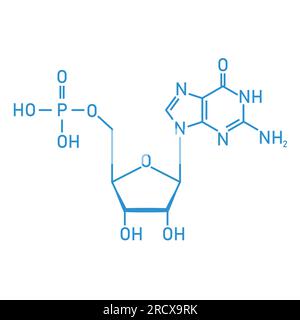 Structure chimique du nucléotide d'ADN. Trois parties d'un nucléotide. Groupe phosphate, sucre pentose et base azotée. Acides nucléiques. Illustration de Vecteur