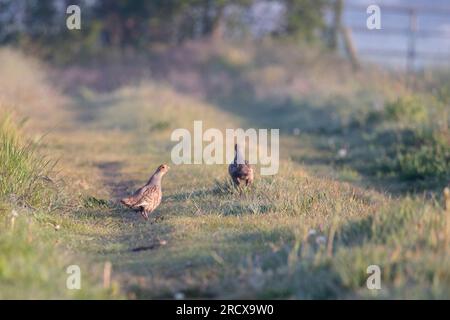 Perdrix grise (Perdix perdix), appel de territoire d'un mâle sur un chemin de champ, pays-Bas Banque D'Images