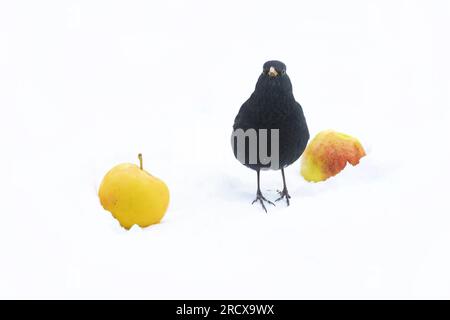 blackbird (Turdus merula), perchoirs mâles entre deux pommes et ne peut pas décider, vue de face, pays-Bas Banque D'Images