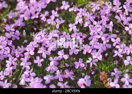 Mousse campion, coussin rose (Silene acaulis), floraison, Suède Banque D'Images