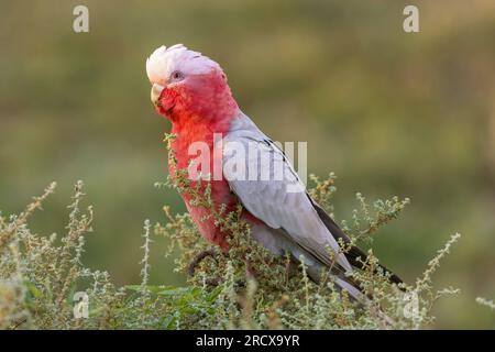 Galah (Eolophus roseicapilla, Cacatua roseicapilla), assis sur un buisson, Australie, Australie méridionale Banque D'Images