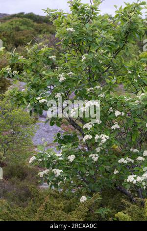 Poutre blanche suédoise (Sorbus intermedia), floraison, Suède Banque D'Images