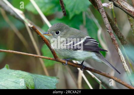 Attrape-mouche à ventre jaune (Empidonax flaviventris), juvénile sur une branche, Royaume-Uni, Écosse Banque D'Images