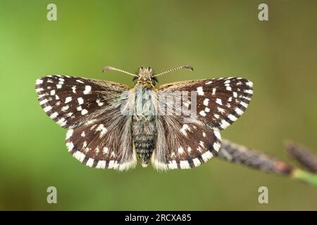 Skipper grizzlé (Pyrgus malvae), femelle, vue de dessus, pays-Bas, Overijssel Banque D'Images