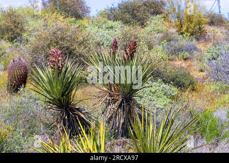 Banana Yucca, Datil Yucca (Yucca baccata), deux bananier yuccas avec inflorescences encore fermées, vue latérale, États-Unis, Arizona, Brown’s Ranch Trailhead, Banque D'Images