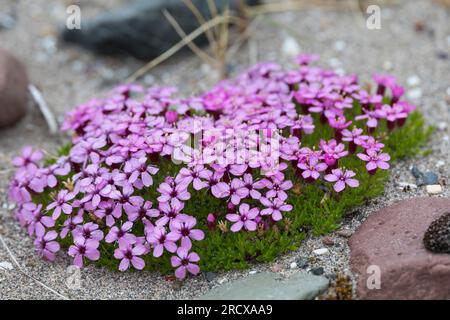 Mousse campion, coussin rose (Silene acaulis), floraison, Suède Banque D'Images