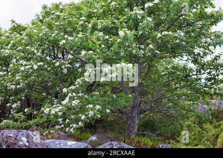 Poutre blanche suédoise (Sorbus intermedia), floraison, Suède Banque D'Images