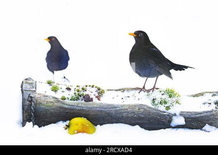 blackbird (Turdus merula), deux mâles ont découvert une pomme dans la neige, pays-Bas Banque D'Images