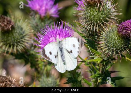 Grand blanc (Pieris brassicae), assis sur un chardon, Royaume-Uni, Angleterre, Norfolk Banque D'Images