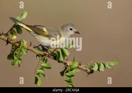 redstart américain (Setophaga ruticilla), femelle perchée sur une branche épineuse, vue de côté, USA, Texas Banque D'Images