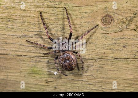 Araignée de crevasse, araignée d'orbe de noyer, araignée de tisserand d'orbe de noyer, araignée d'orbe de noyer (Nuctenea umbratica, Araneus umbraticus), assis sur le bois, Banque D'Images