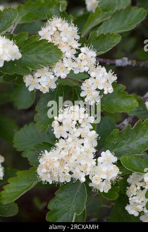 Poutre blanche suédoise (Sorbus intermedia), branche florissante, Suède Banque D'Images