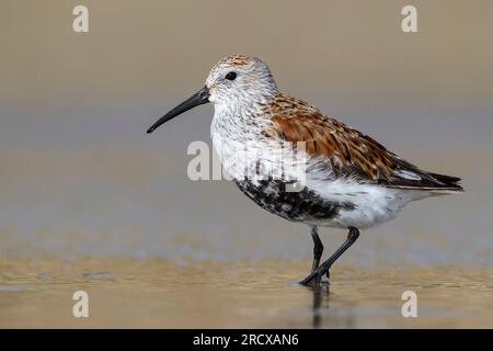 Dunlin américain (Calidris alpina pacifica/hudsonia), recherche de nourriture en eau peu profonde, vue latérale, USA Banque D'Images