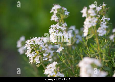 Le thym, le jardin anglais, le thym thym commun (Thymus vulgaris), blooming Banque D'Images