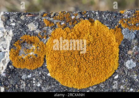 Lichen solaire élégant, lichen mural orange élégant (Xanthoria elegans, Rusavskia elegans, Amphiloa elegans, Caloplaca dissidens, Caloplaca elegans, Banque D'Images