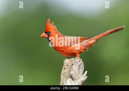Cardinal commun, cardinal rouge (Cardinalis cardinalis), mâle adulte perché sur un poteau, USA, Texas Banque D'Images