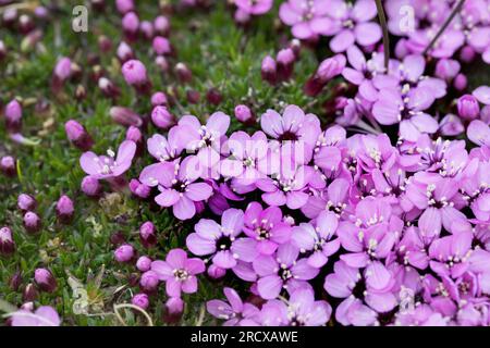 Mousse campion, coussin rose (Silene acaulis), floraison, Suède Banque D'Images