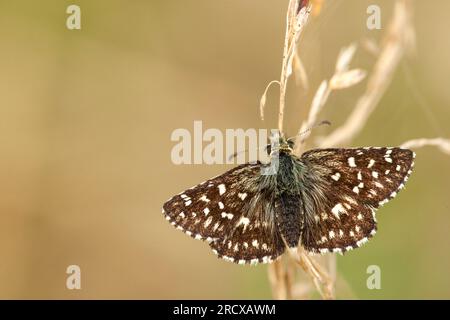 Skipper grizzlé (Pyrgus malvae), mâle à l'herbe séchée, vue d'en haut, pays-Bas, Overijssel Banque D'Images