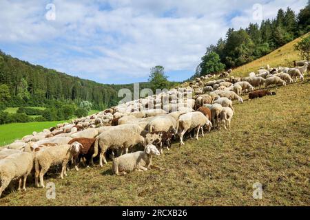 17 juillet 2023, Bade-Württemberg, Münsingen : pâturage des moutons et des chèvres dans l'Alb. Photo : Thomas Warnack/dpa Banque D'Images