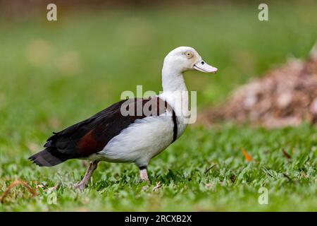 Shelduck de Radjah, shelduck de Raja, shelduck à dos noir, canard de Burdekin (Radjah radjah, Tadorna radjah), marche, Australie, Queensland, Cattana Banque D'Images