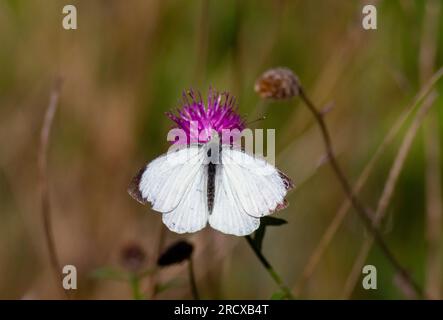 Grand blanc (Pieris brassicae), assis sur un chardon, Royaume-Uni, Angleterre, Norfolk Banque D'Images