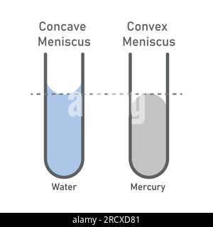 Adhésion et cohésion de l'eau. Ménisque concave et convexe. Illustration vectorielle isolée sur fond blanc. Illustration de Vecteur